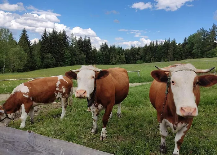 Na Zagroniu Σαλέ