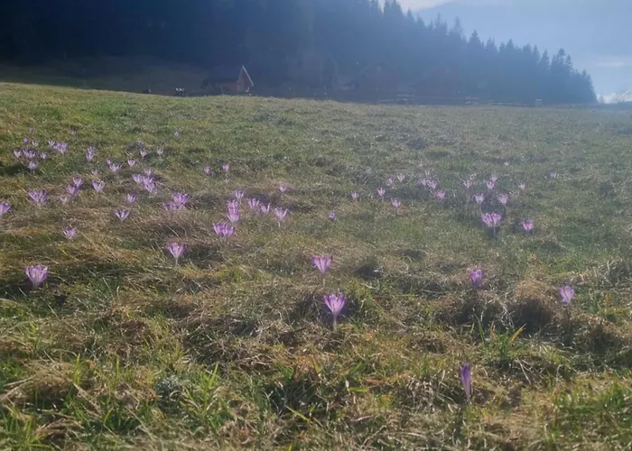 Na Zagroniu Σαλέ *